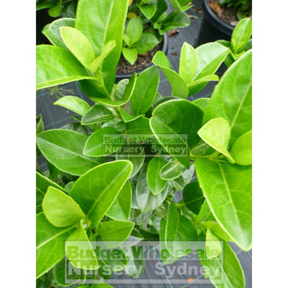 Sweet Viburnum Xxlarge 400Mm/45Lt Bags Pot Odoratissimum Plants