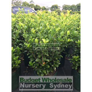 Sweet Viburnum Xxlarge 400Mm/45Lt Bags Pot Odoratissimum Plants