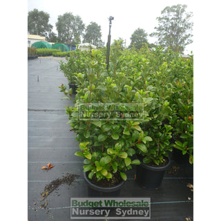 Sweet Viburnum Xxlarge 400Mm/45Lt Bags Pot Odoratissimum Plants