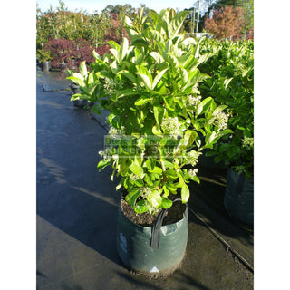 Sweet Viburnum Xxlarge 400Mm/45Lt Bags Pot Odoratissimum Plants