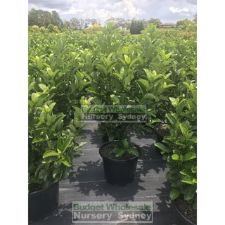 Sweet Viburnum Xxlarge 400Mm/45Lt Bags Pot Odoratissimum Plants