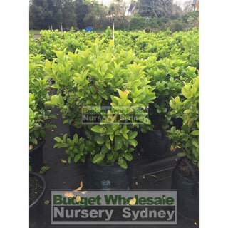 Sweet Viburnum Xxlarge 400Mm/45Lt Bags Pot Odoratissimum Plants