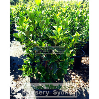 Sweet Viburnum Xxlarge 400Mm/45Lt Bags Pot Odoratissimum Plants