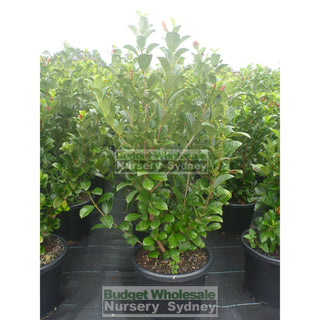Sweet Viburnum Xxlarge 400Mm/45Lt Bags Pot Odoratissimum Plants