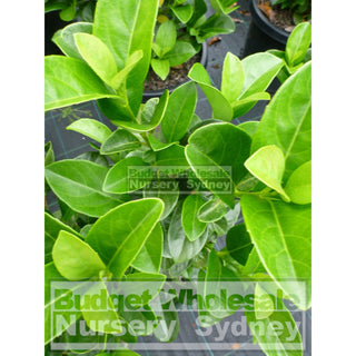 Sweet Viburnum Xxxlarge 500Mm 75Lt Pot Odoratissimum Plants