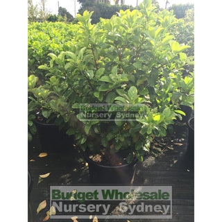 Sweet Viburnum Xxxlarge 500Mm 75Lt Pot Odoratissimum Plants