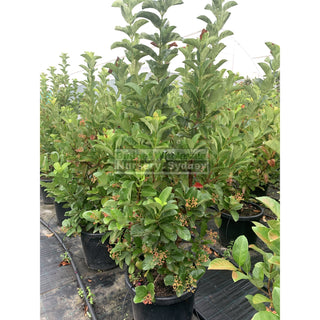 Sweet Viburnum Xxxlarge 500Mm 75Lt Pot Odoratissimum Plants