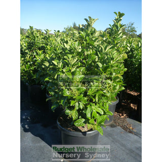 Sweet Viburnum Xxxlarge 500Mm 75Lt Pot Odoratissimum Plants