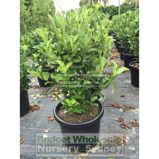 Sweet Viburnum Xxxlarge 500Mm 75Lt Pot Odoratissimum Plants