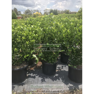 Sweet Viburnum Xxxlarge 500Mm 75Lt Pot Odoratissimum Plants