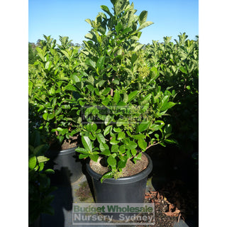 Sweet Viburnum Xxxlarge 500Mm 75Lt Pot Odoratissimum Plants
