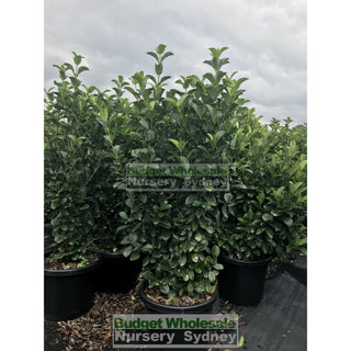 Sweet Viburnum Xxxlarge 500Mm 75Lt Pot Odoratissimum Plants