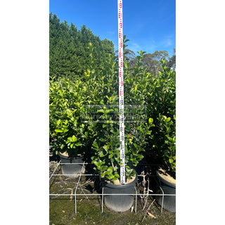 Sweet Viburnum Xxxlarge 500Mm 75Lt Pot Odoratissimumi Plants