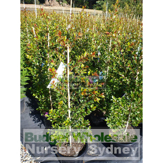 Syzygium Backyard Bliss Xlarge 300Mm Pot Lily Pilly Plants