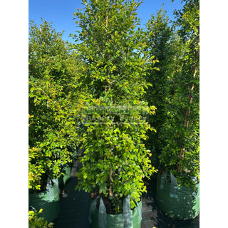 Syzygium Backyard Bliss Xxxxl Super Large 100Lt Bag Lily Pilly