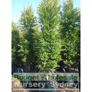 Syzygium Backyard Bliss Xxxxl Super Large 100Lt Bag Lily Pilly Plants