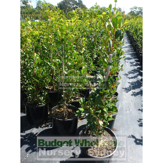 Syzygium Resilience 200Mm Pot - Australian Native Hedging Plant. Plants