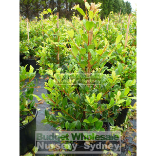 Syzygium Resilience 200Mm Pot - Australian Native Hedging Plant. Plants