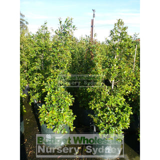 Syzygium Resilience Super Large 400Mm Pot / 45Lt Squat Bag Plants