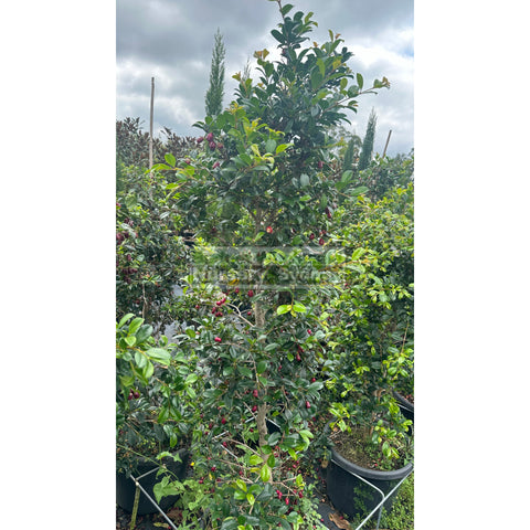 Syzygium Resilience 400Mm Pot / 45Lt Plants