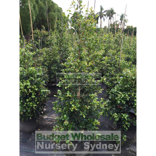 Syzygium Resilience Super Large 400Mm Pot / 45Lt Squat Bag Plants