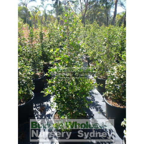 Syzygium Resilience Super Large 400Mm Pot / 45Lt Squat Bag Plants