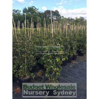 Syzygium Resilience Large 300Mm Pot Plants