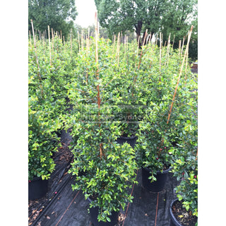 Syzygium Resilience Large 300Mm Pot Plants