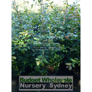 Syzygium Resilience Large 300Mm Pot Plants