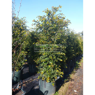 Syzygium Resilience Super Advanced 100Lt Bag Established Plant Plants