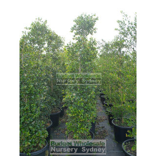 Syzygium Resilience Super Advanced 75Lt Bag 500Mm Pot Plants