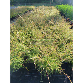 Tea Tree Leptospermum Flavescens Cardwell 200Mm Pot Plants