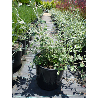 Teucrium Fruticans 200Mm Pot Gift Card