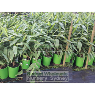 Thysanolaena Maxima (Tiger Grass) 200Mm Default Type