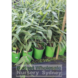 Thysanolaena Maxima (Tiger Grass) 200Mm Default Type