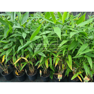 Thysanolaena Maxima (Tiger Grass) 200Mm Default Type