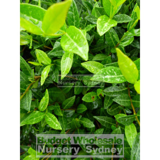 Trachelospermum Asiaticum 140Mm Pot Plants