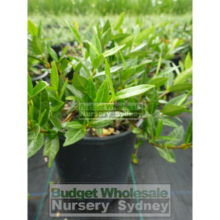 Trachelospermum Asiaticum 140Mm Pot Plants