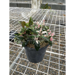 Trachelospermum Jasminoides Tricolor (Tri Colour) Varigated 200Mm Pots Plants
