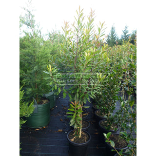 Tristaniopsis Laurina Large 300Mm Pot/25L Water Gum Tree Default Type
