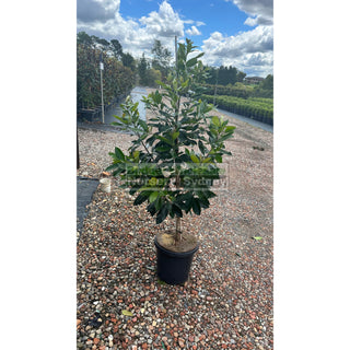 Tristaniopsis Laurina Luscious 25L / 300Mm Pots Water Gum Tree (Dow10) Default Type