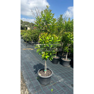 Tristaniopsis Laurina ’Luscious’ 400Mm / 45L Bagwater Gum Tree (Dow10) Default Type