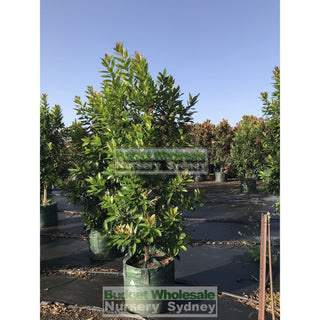 Tristaniopsis Laurina Luscious Super Large 100Lt Water Gum Tree (Dow10) Default Type