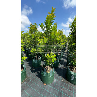 Tristaniopsis Laurina ’Luscious’ Super Large 100Lt Water Gum Tree (Dow10) Default Type