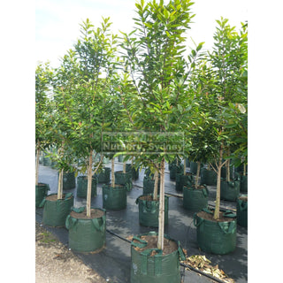 Tristaniopsis Laurina Super Large 75L / 500Mm Pot Water Gum Tree Default Type