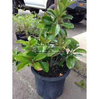 Viburnum Emerald Lustre Large 300Mm Pot Plants