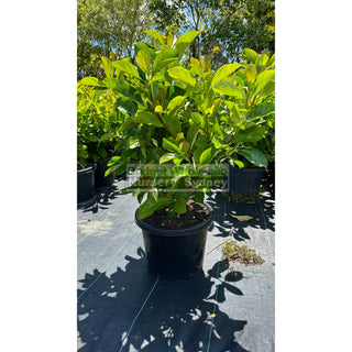 Viburnum Emerald Lustre Extra Large 400Mm Pot Plants