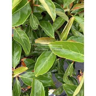 Viburnum Emerald Lustre Extra Large 400Mm Pot Plants