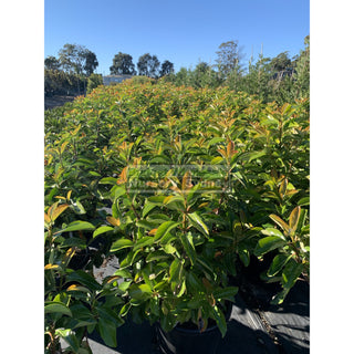 Viburnum Emerald Lustre Extra Large 400Mm Pot Plants