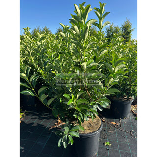 Viburnum Quick Fence 500Mm / 480Mm 75L Plants